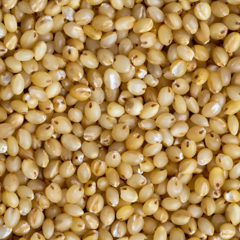 Foxtail Millet